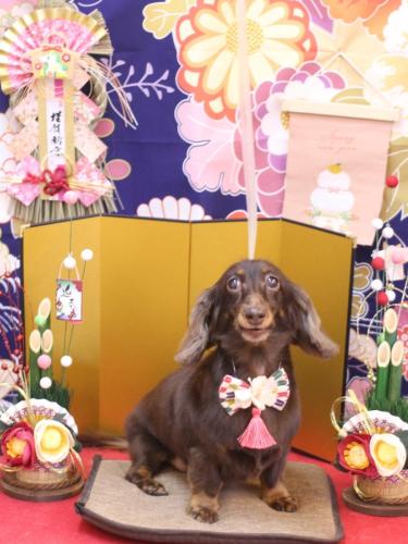 20240112ミニーちゃん